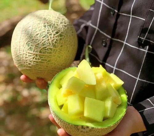 东瓜娱乐吃瓜,揭秘娱乐圈那些吃瓜背后的故事